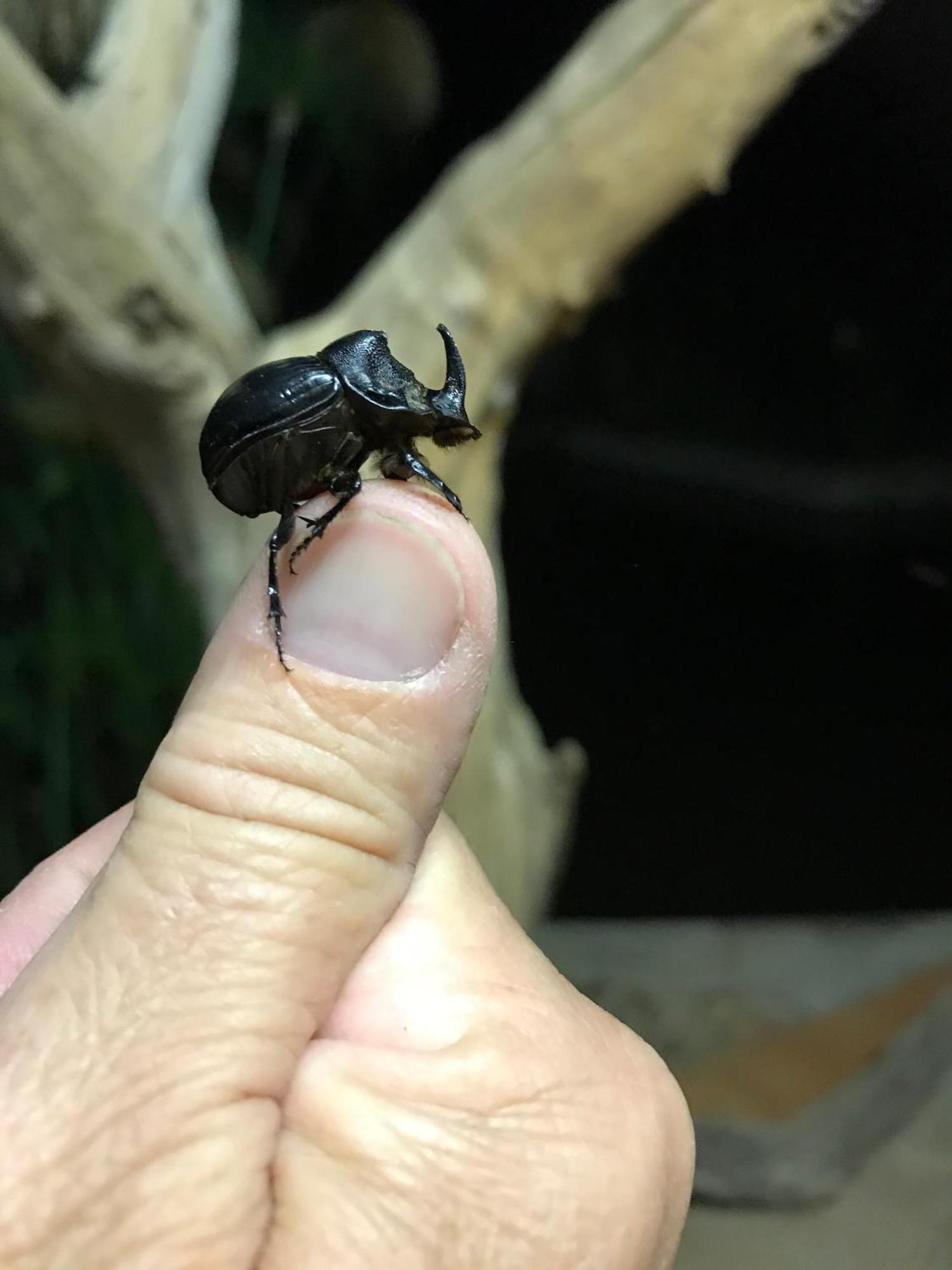 Out In Africa Wildlife Lodge 해먼스크랄 외부 사진