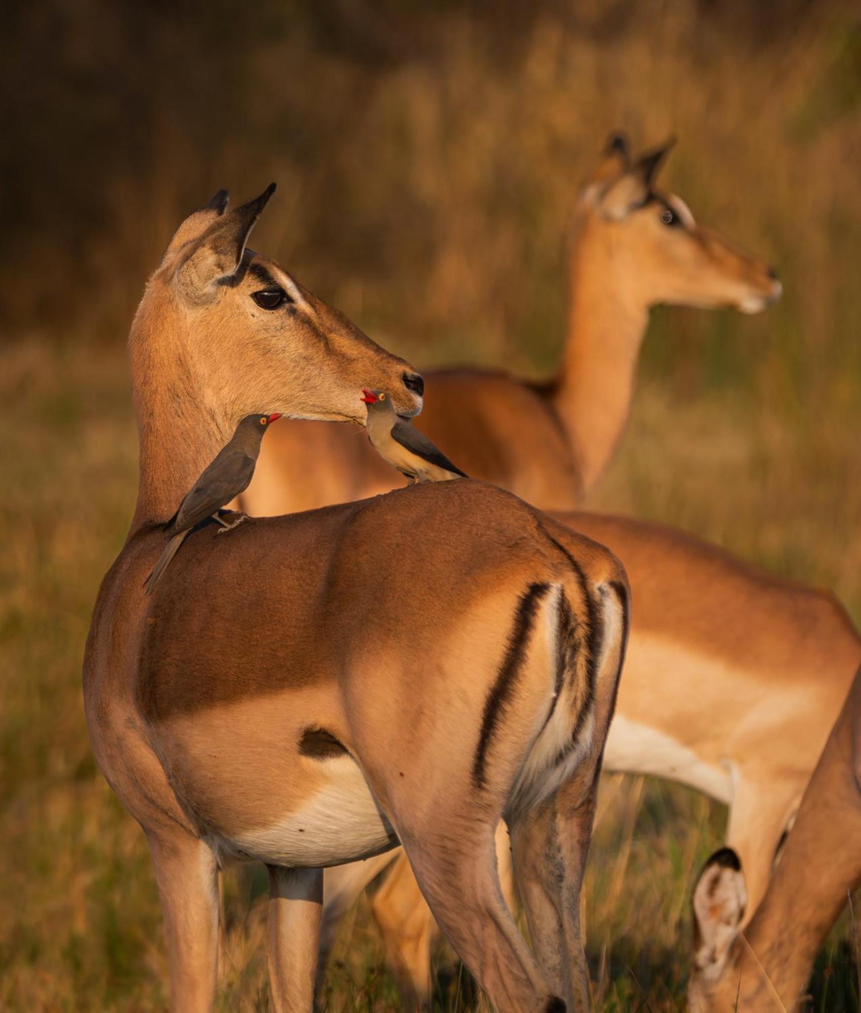 Out In Africa Wildlife Lodge 해먼스크랄 외부 사진