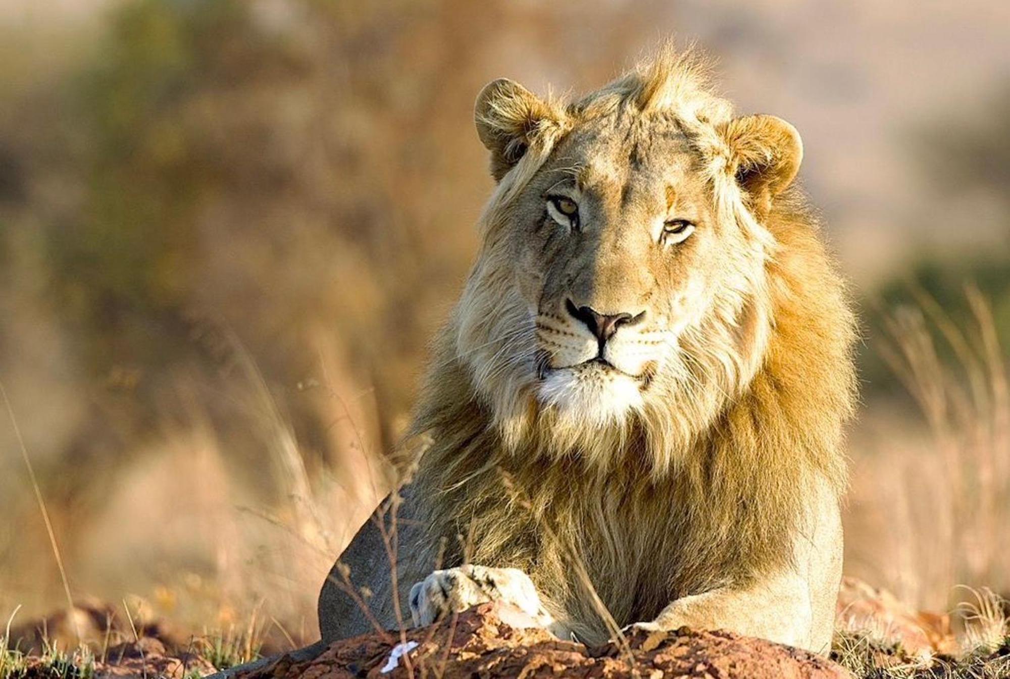 Out In Africa Wildlife Lodge 해먼스크랄 외부 사진