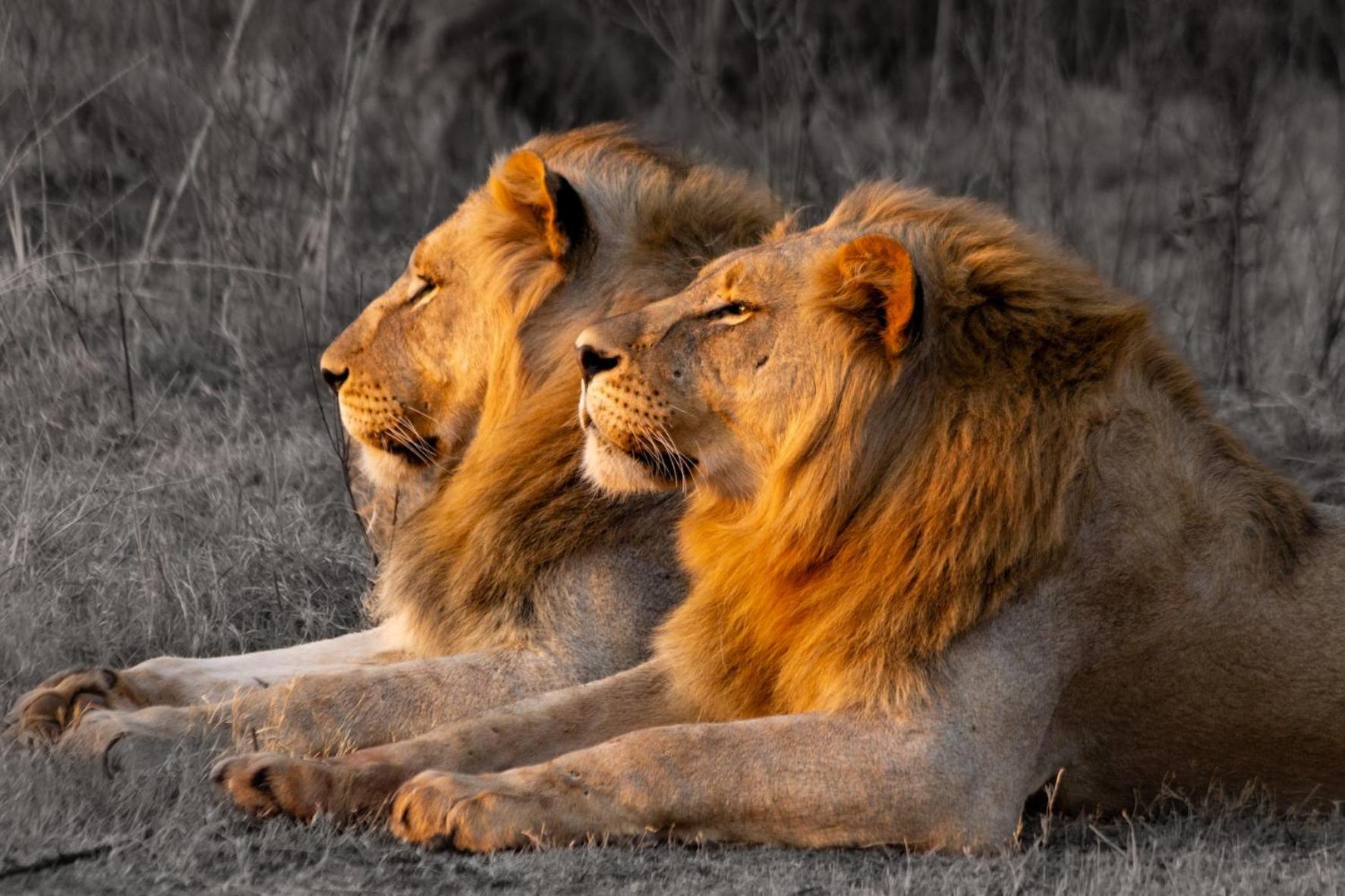 Out In Africa Wildlife Lodge 해먼스크랄 외부 사진